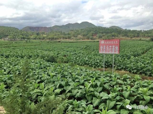 香烟乡(香烟乡下郎中)