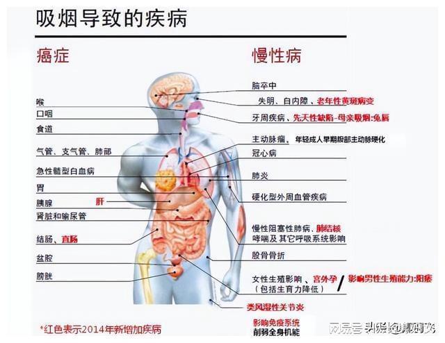 香烟品牌教学(认识香烟牌子)