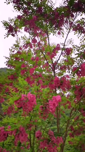 香烟岩(岩王腾香烟)